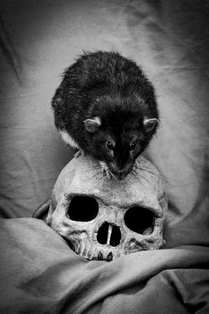 Pet rat playing near old decayed human skull as plague conceptの写真素材