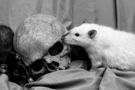 Pet rat playing near old decayed human skull as plague conceptの写真素材