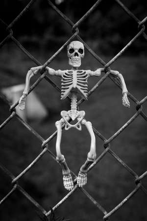 Spooky Halloween decoration skeleton hanging out on wire fenceの写真素材