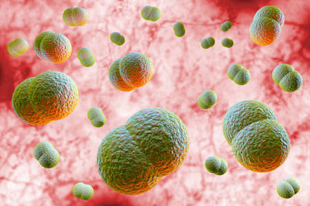 Microscope close up of meningitis bacteria, also known as meningococcus 3D Illustration