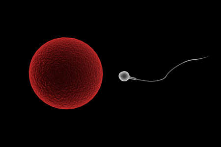 Swimming sperm race to impregnate a fertile human egg 3D illustrationの写真素材