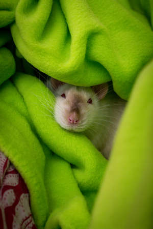 Fancy pet siamese rat sleeping with eyes closed in green blanketの写真素材