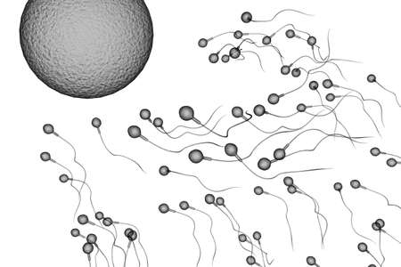 Swimming sperm race to impregnate a fertile human egg 3D illustrationの写真素材