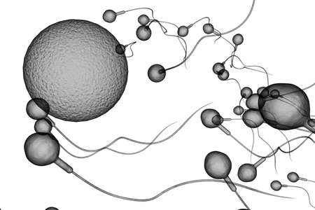 Swimming sperm race to impregnate a fertile human egg 3D illustrationの写真素材