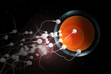 Swimming sperm race to impregnate a fertile human egg 3D illustration
