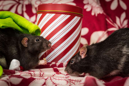 Fancy pet rat Christmas theme with gift tinの写真素材