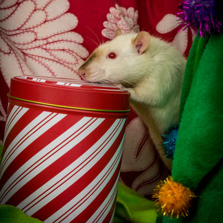 Fancy siamese pet rat on Christmas with gift boxの写真素材