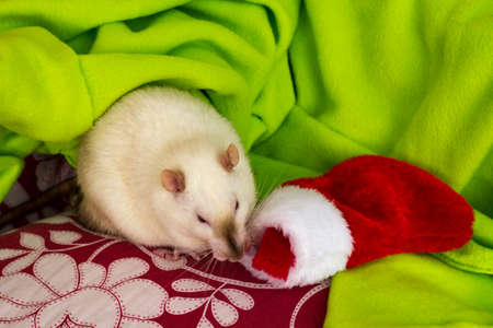 Fancy siamese pet rat with Christmas stocking and holiday colorsの写真素材