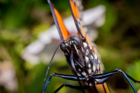 Close up monarch butterfly with pretty summer flowers