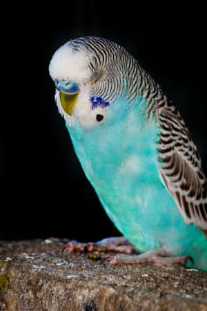 Closeup portrait colorful blue pet parakeet in cage