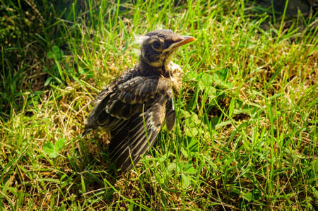 Fledgling bird young American robin in natural closeupの写真素材