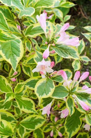 Early spring Old Fashioned Weigela florida variegata flowersの写真素材