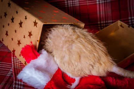 Fancy pet rat Christmas theme opening presents in gift boxの写真素材