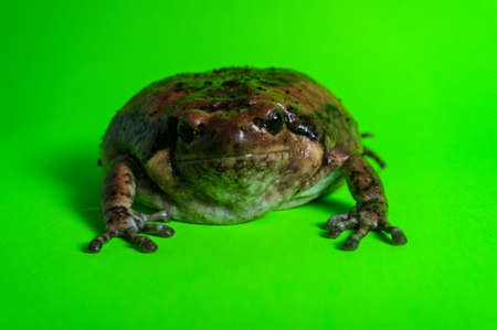 Asian bullfrog known as chubby frog in the pet community