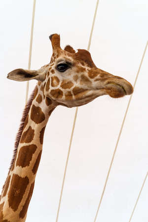 Close up giraffe at summer traveling carnival fair exhibitの写真素材