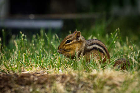North American chipmunk exploring the yard early spring and eating fallen bird seedの写真素材