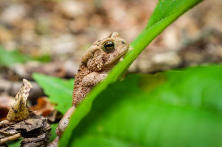 Macro grumpy Eastern American toad in natural habitat, selective focusの写真素材
