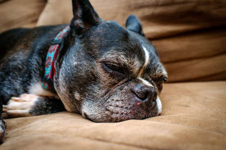 Old variegated Boston terrier breed dog relaxing on couchの写真素材