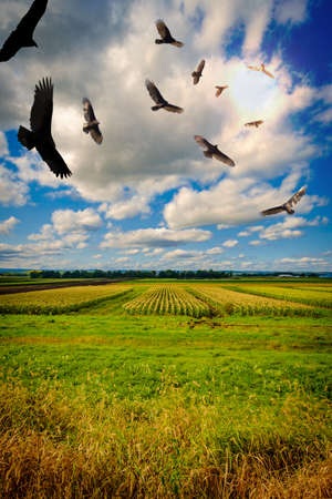 Flock of menacing circling turkey vultures hover high up in the sky