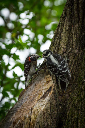 Small North American male and female downy woodpecker on treeの写真素材