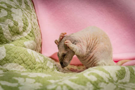 Fancy true patchwork breed pet rat rubbing head with stressed "pulling out hair" expressionの写真素材