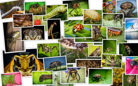 Nature collage of variety of common insects and arachnids shot in extreme closeup macroの写真素材