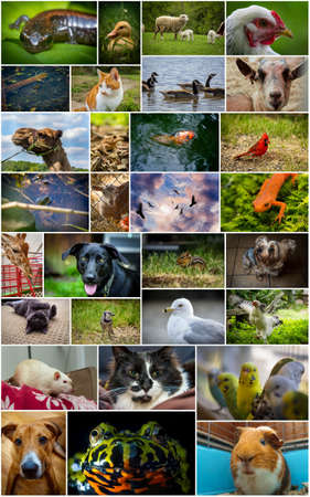 Large collage including pets zoo wildlife and farm animalsの写真素材