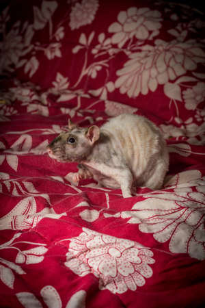 Friendly pet double-rex patchwork hairless rat playing on bed