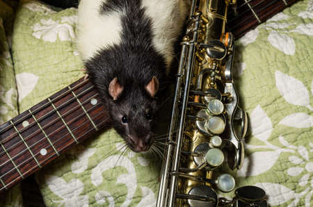Fancy pet rats playing on classical musical instrumentsの写真素材