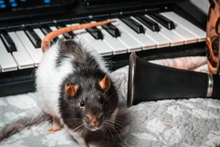 Fancy pet rats playing on classical musical instrumentsの写真素材