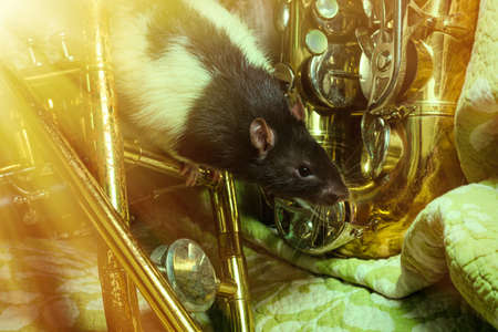 Fancy pet rats playing on classical musical instrumentsの写真素材