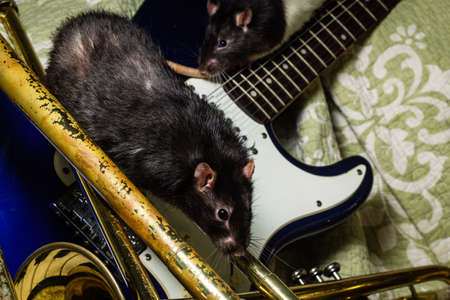 Fancy pet rats playing on classical musical instruments
