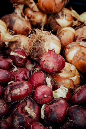 Pile of fresh organic onions on display at local farmers marketの写真素材