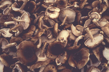 Closeup pile of gourmet shiitake mushrooms at local farmers market