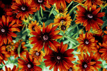 Summer flowers black eyed susans growing in fieldの写真素材