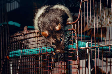 Adorable hooded black and white pet fancy rat waiting at cage openingの写真素材