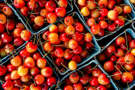 Organic farmers market cherries freshly pickedの写真素材
