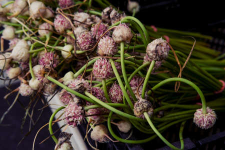 Bunches of fresh garlic scape flowers at local farmers marketの写真素材