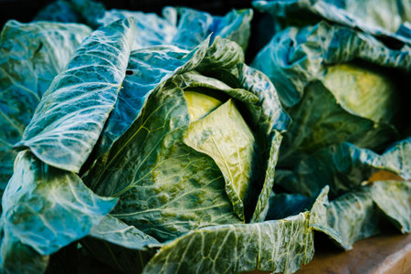 Fresh head organic green cabbage at local farmers market
