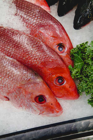 Fresh whole head-on raw unseasoned red snappers for sale at local fish market