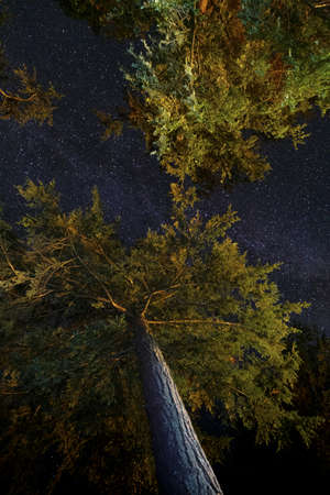 Evergreen tree branches with milky way night starscapeの写真素材