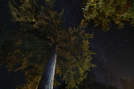 Evergreen tree branches with milky way night starscapeの写真素材