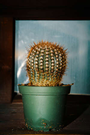 Single small cactus plant in pot on distressed wooden shelfの写真素材