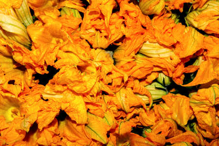 Edible flower ingredient squash blossoms from local farmers marketの写真素材