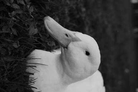 Adult American pekin ducks or Long Island Ducks playing in backyard grassの写真素材