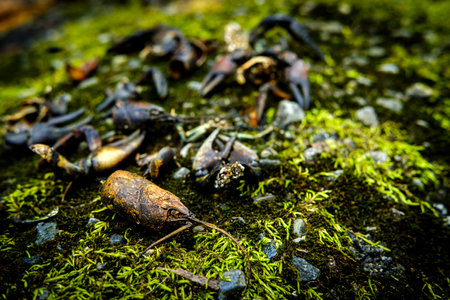 Dead crayfish shells arranged on mossy rocks by freshwater beach