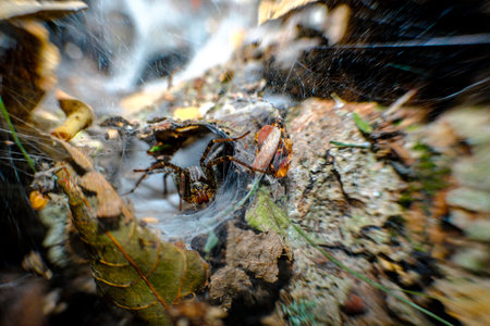 Extreme close up macro shot of a wolf spider in web nestの写真素材