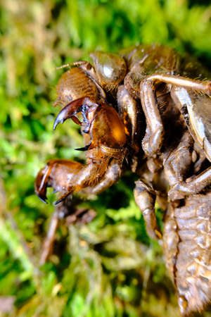 Closeup macro cicada locust exoskeleton on green moss