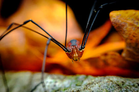 Red Daddy longleg or harvestman spider on orange autumn leaves