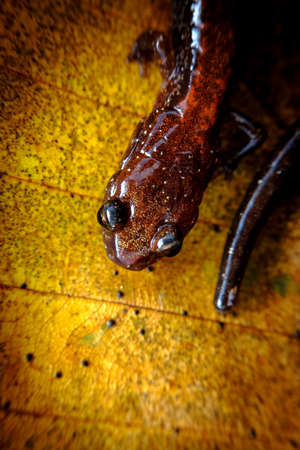 Closeup macro red backed salamander walking along green moss